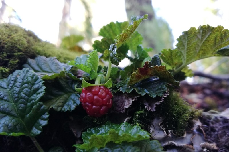 Rubus geoides photo 6
