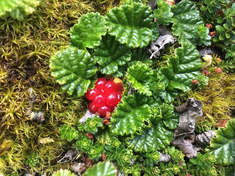 Rubus geoides photo 7