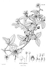 Rubus glabratus