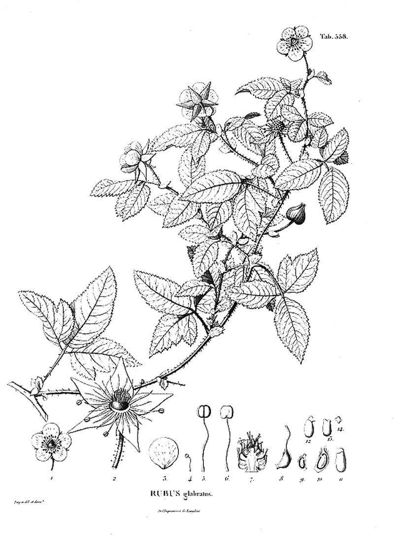 Rubus glabratus