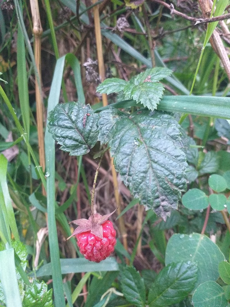 Rubus glabratus photo 4