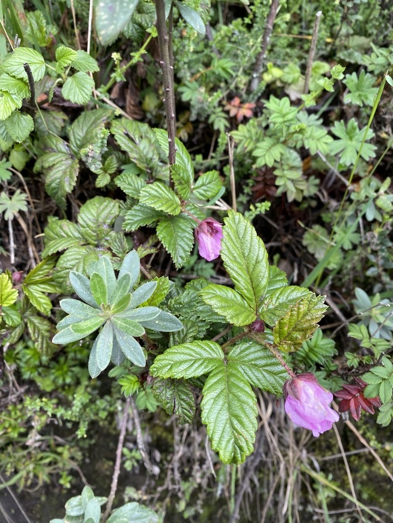 Rubus glabratus photo 5