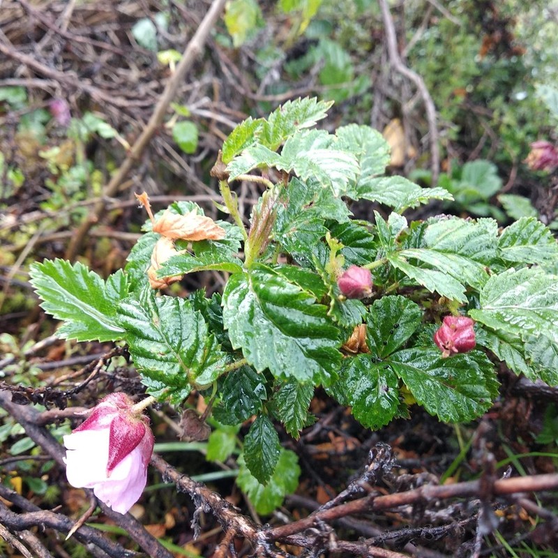 Rubus glabratus photo 6