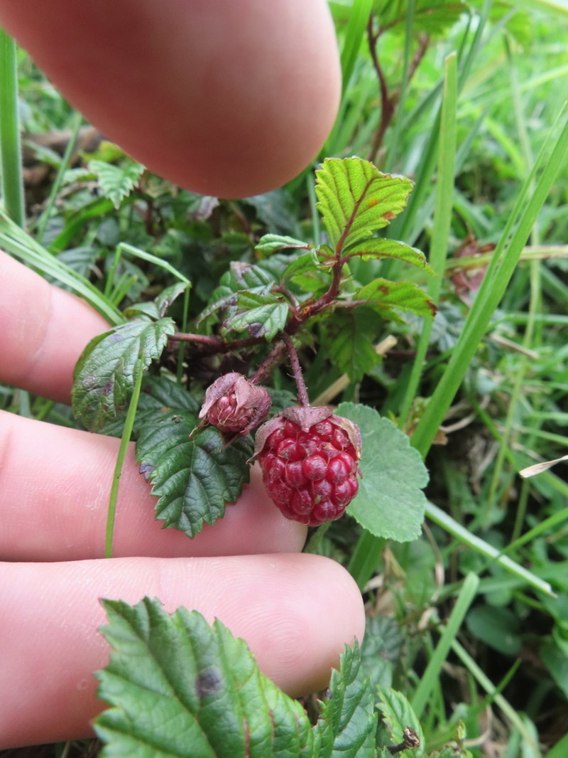 Rubus glabratus photo 7