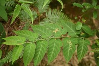 Rubus glabricarpus