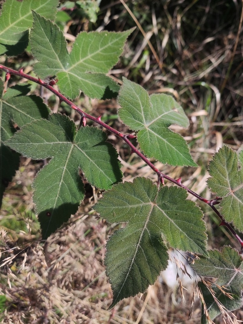 Rubus glabricarpus photo 2