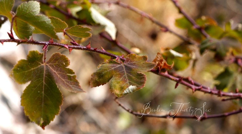 Rubus glabricarpus photo 3
