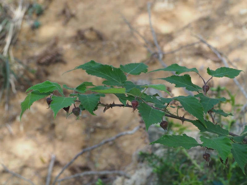 Rubus glabricarpus photo 4