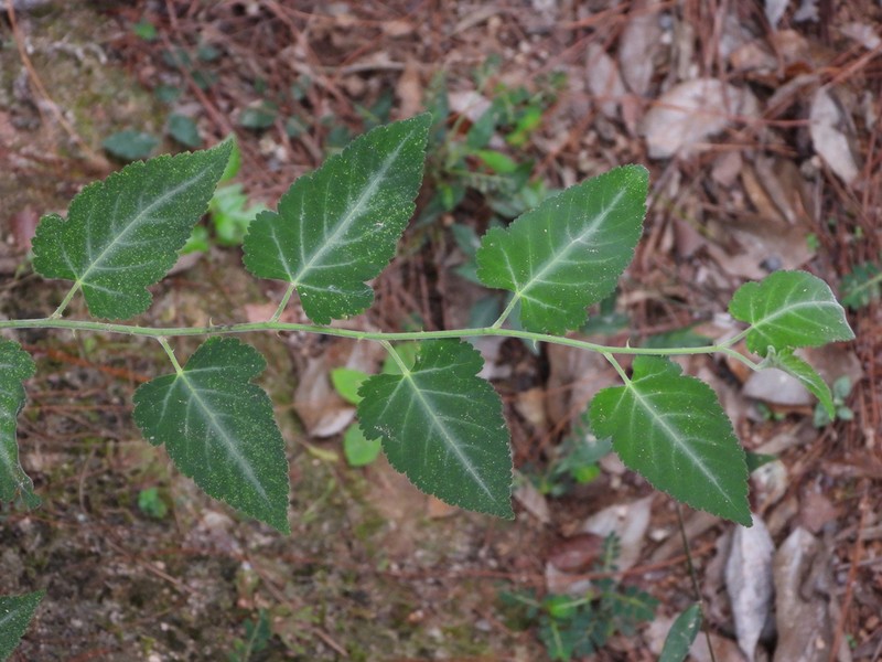 Rubus glabricarpus photo 5