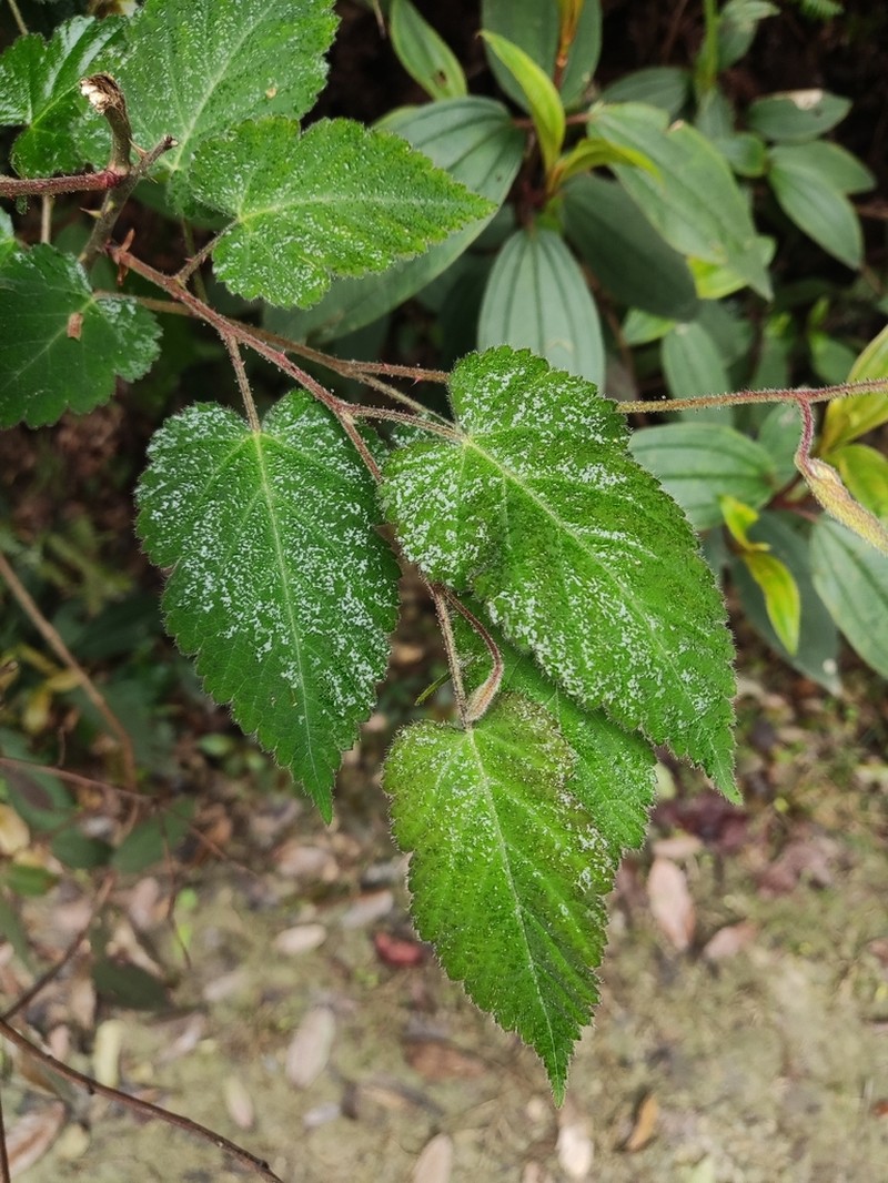 Rubus glabricarpus photo 6
