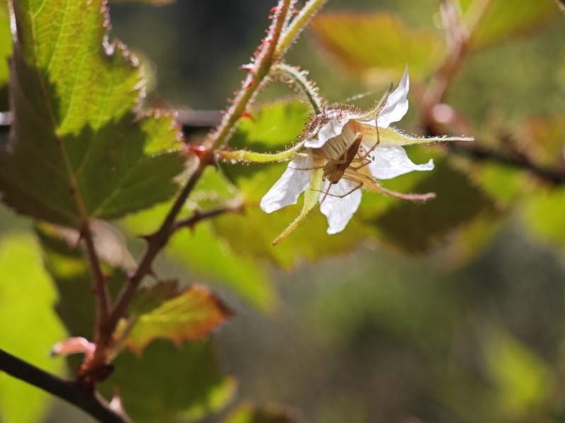 Rubus glabricarpus photo 7
