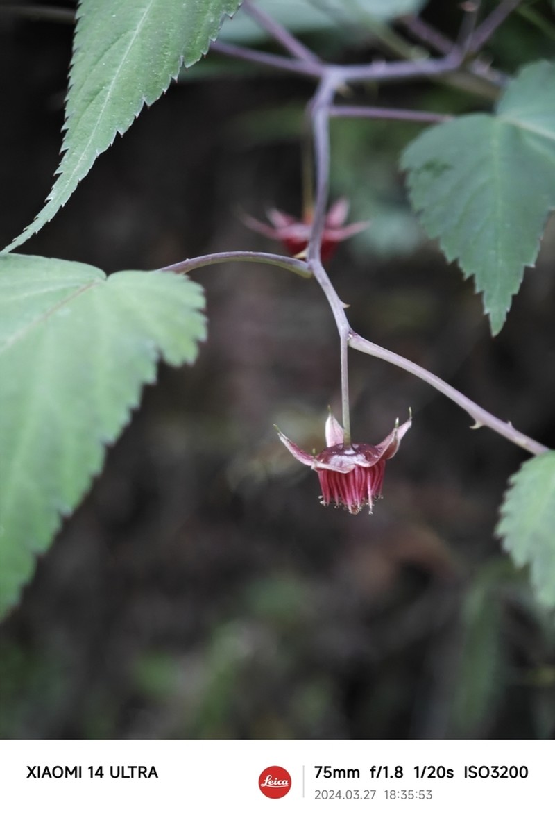 Rubus glabricarpus photo 8