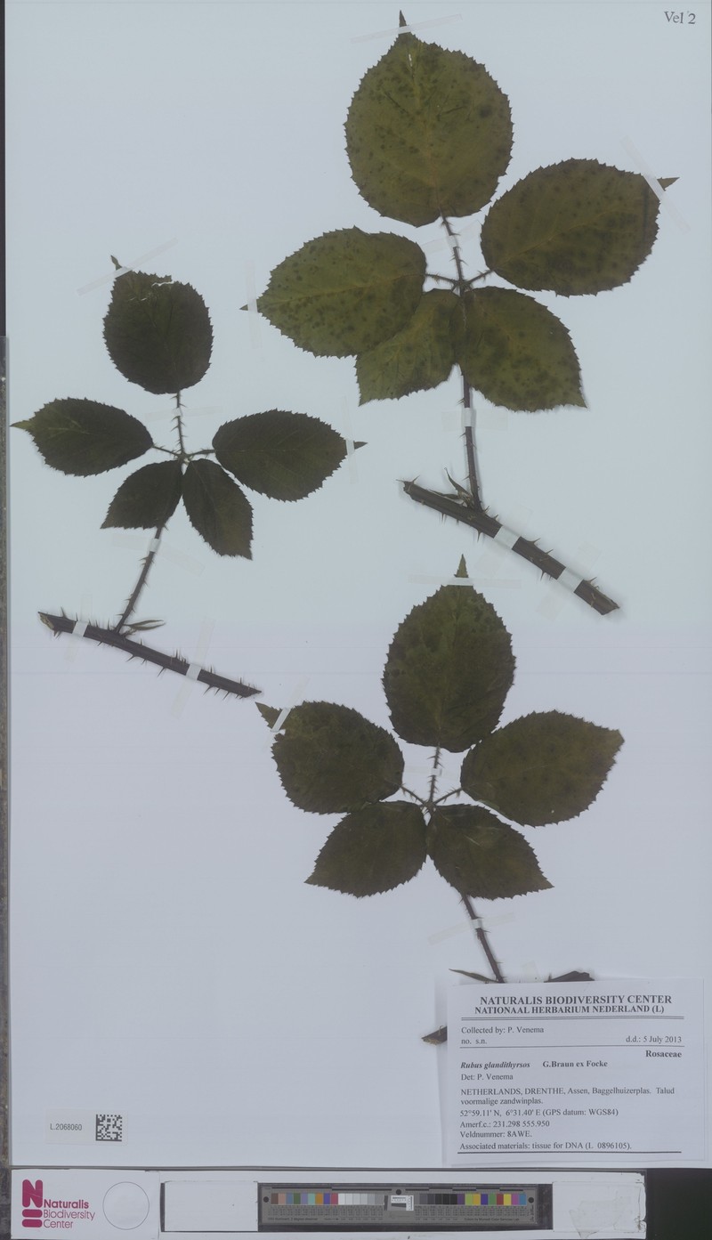 Rubus glandithyrsos