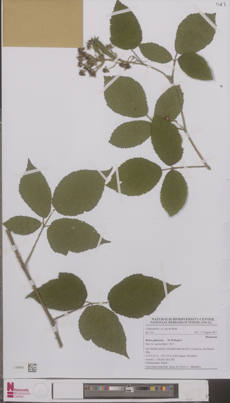 Rubus glareosus