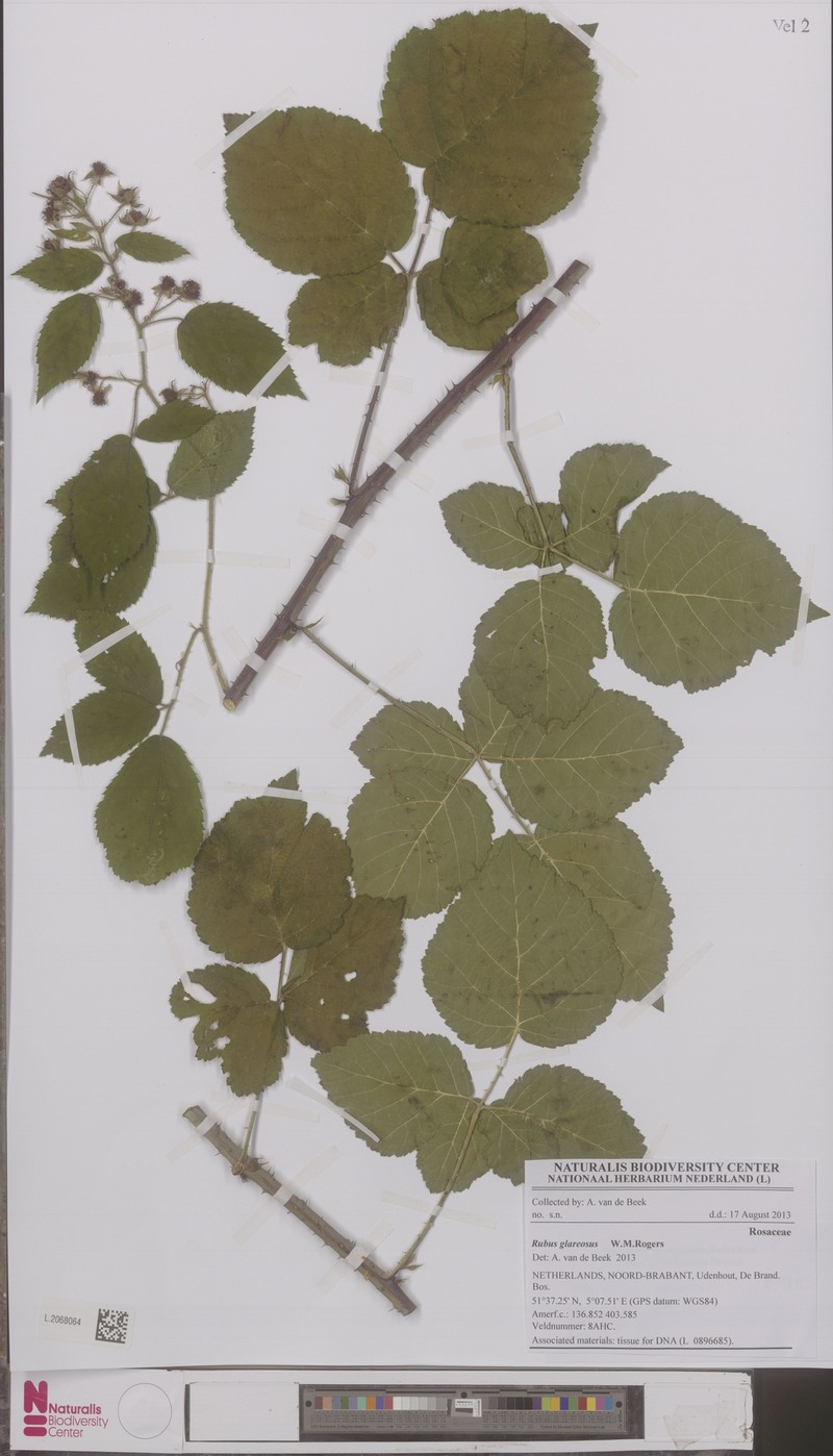 Rubus glareosus photo 2