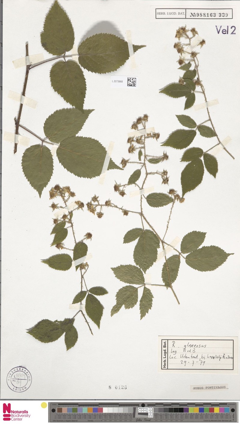 Rubus glareosus photo 3