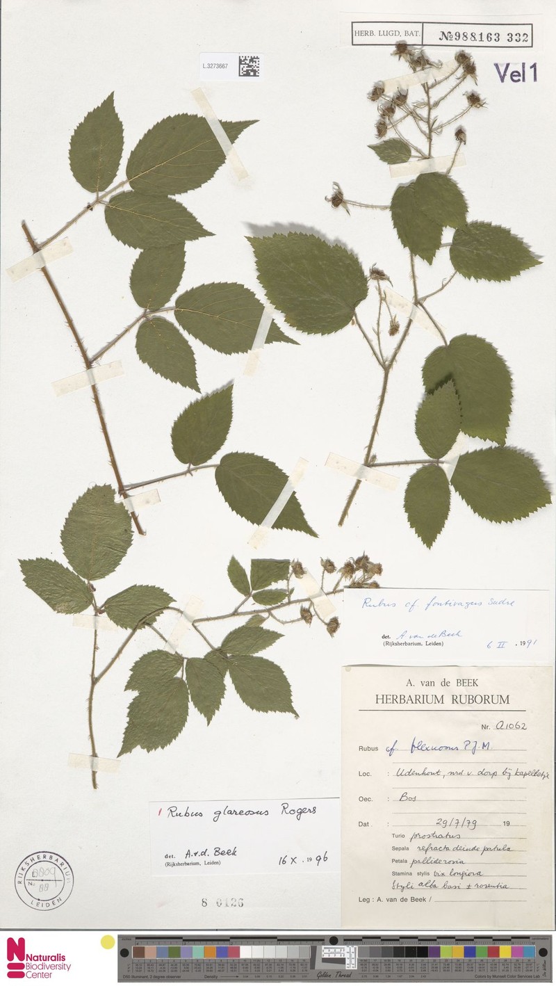 Rubus glareosus photo 4