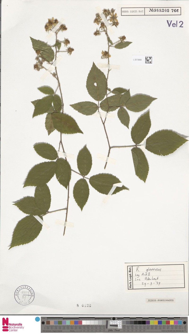 Rubus glareosus photo 5