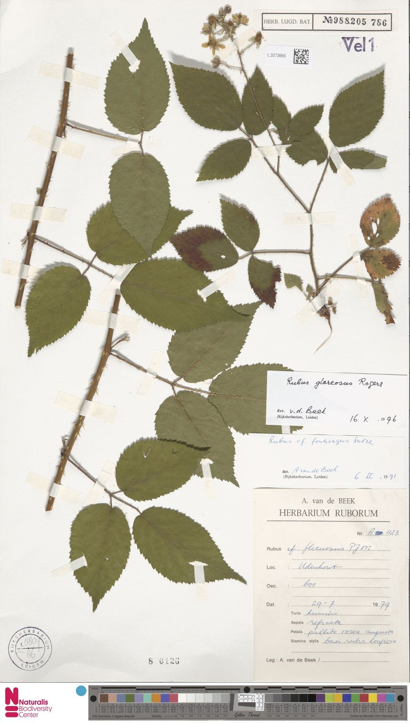Rubus glareosus photo 6