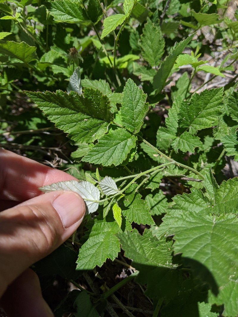 San Diego Raspberry