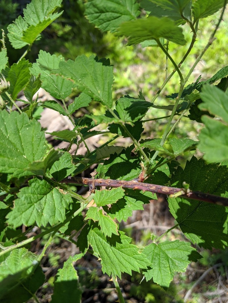 San Diego Raspberry photo 3