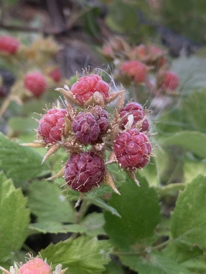 San Diego Raspberry photo 4