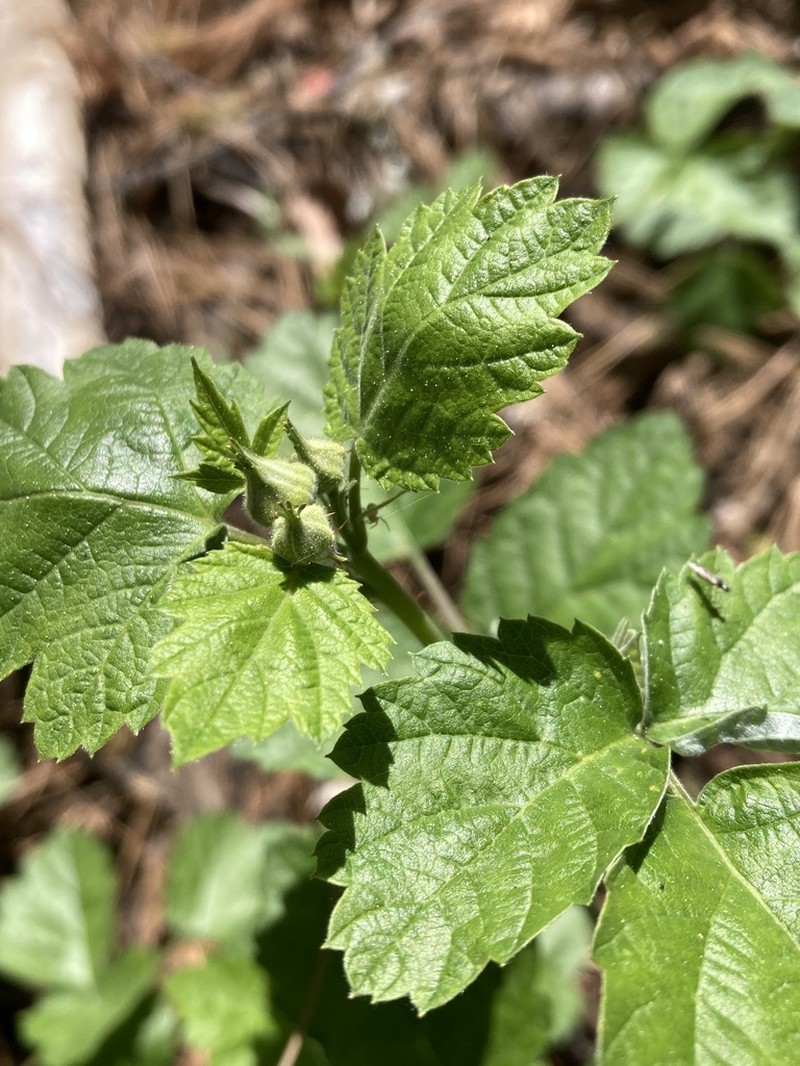 San Diego Raspberry photo 5