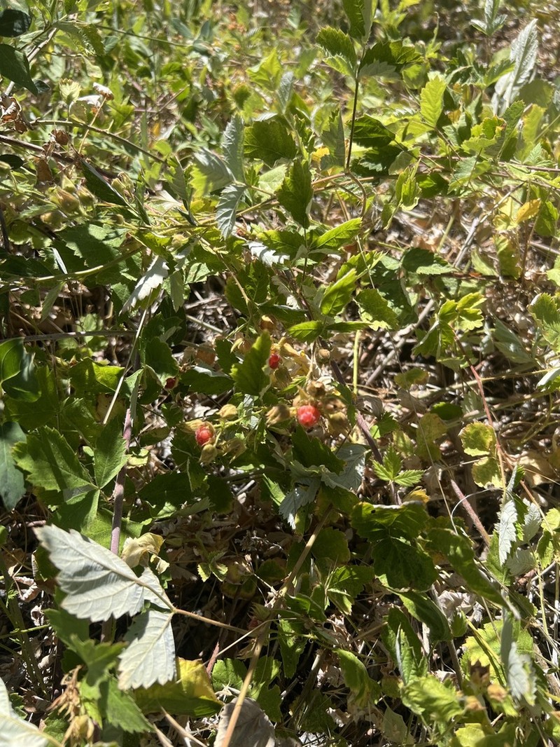 San Diego Raspberry photo 6