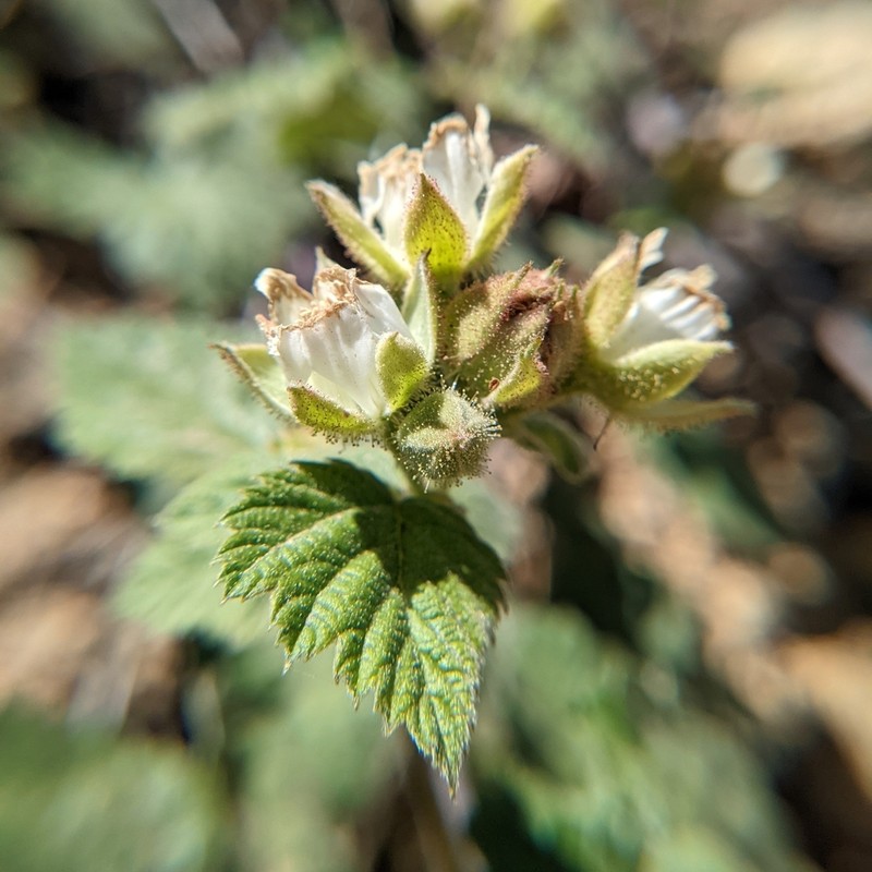 San Diego Raspberry photo 7