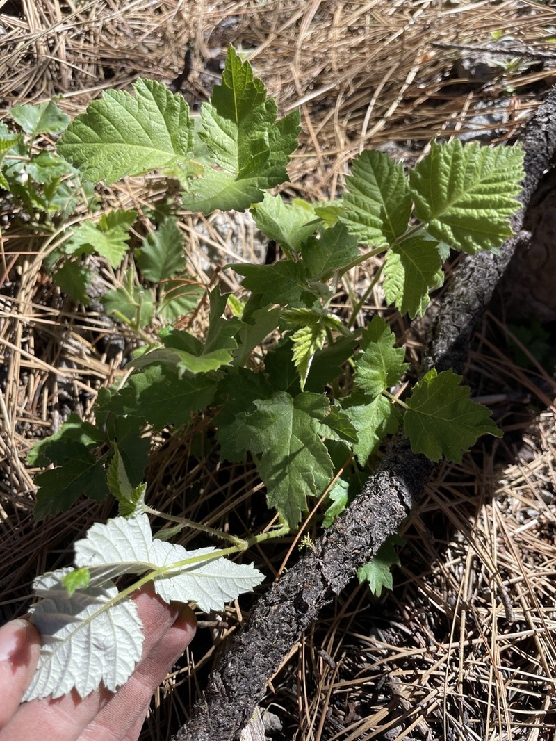 San Diego Raspberry photo 8
