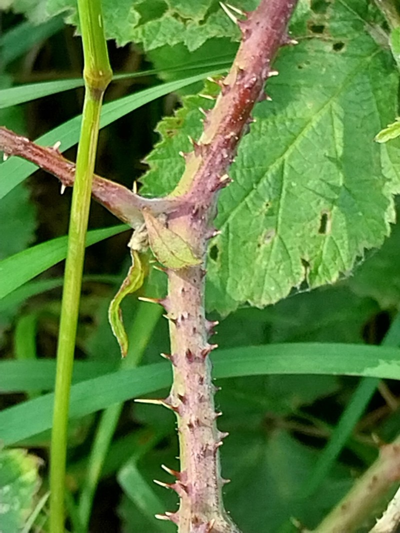 Rubus glauciformis