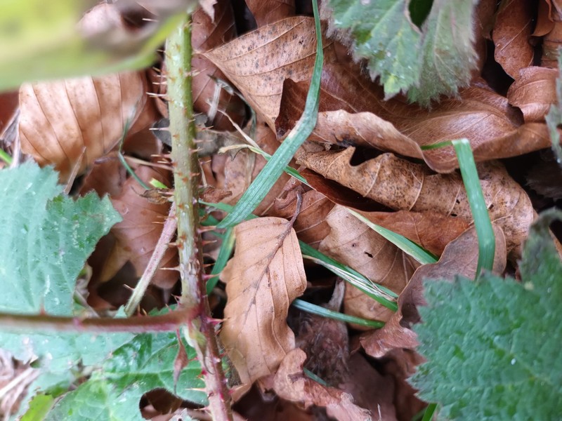 Rubus glauciformis photo 2