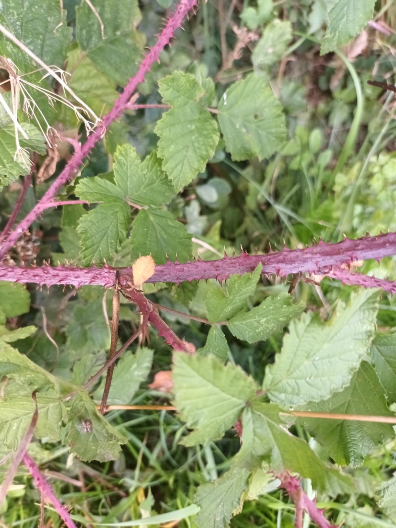 Rubus glauciformis photo 3
