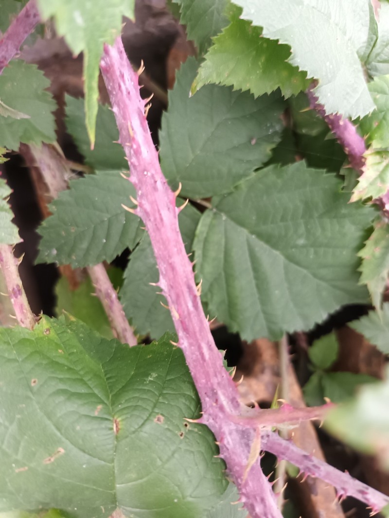 Rubus glauciformis photo 4