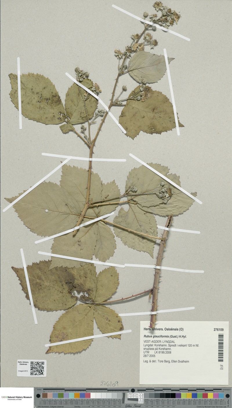 Rubus glauciformis photo 5