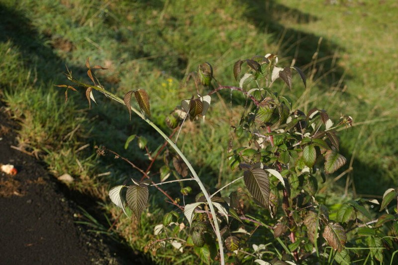 Andes Berry photo 2