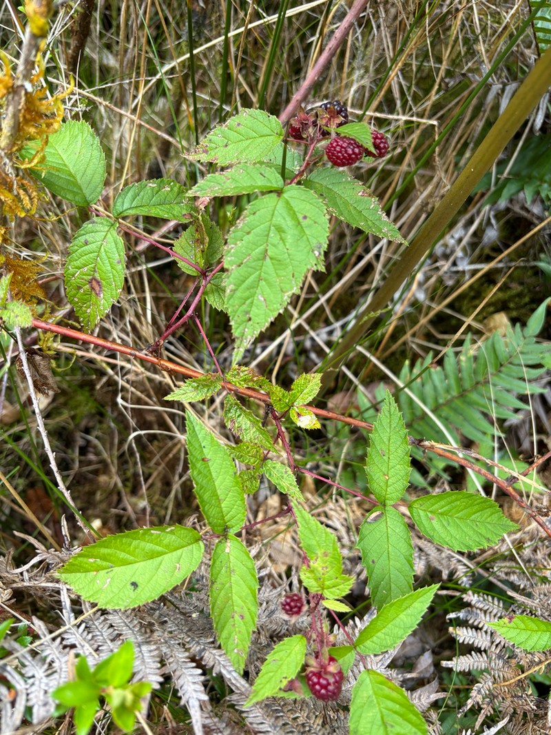 Andes Berry photo 3