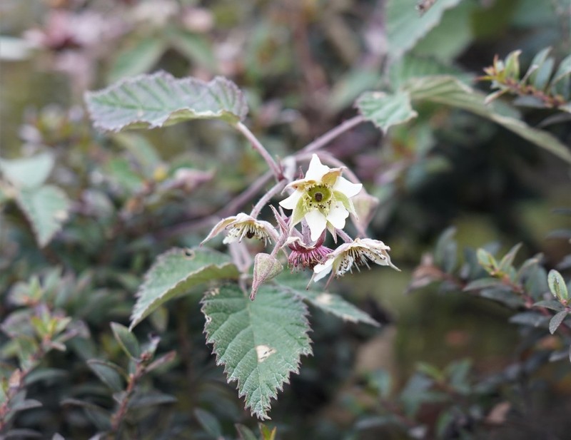 Andes Berry photo 4