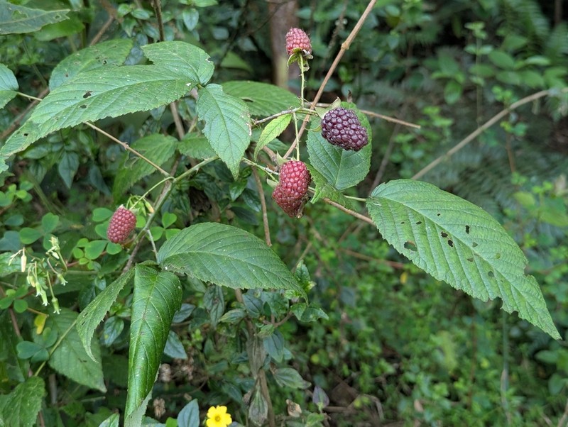 Andes Berry photo 5