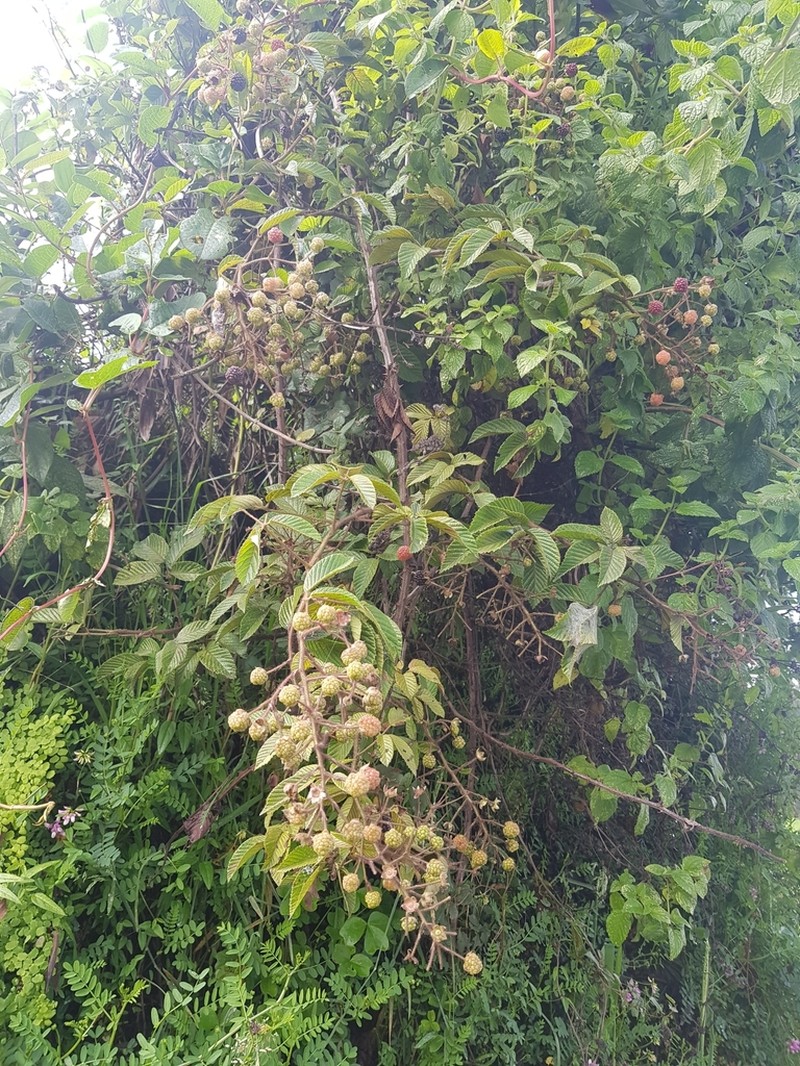 Andes Berry photo 6