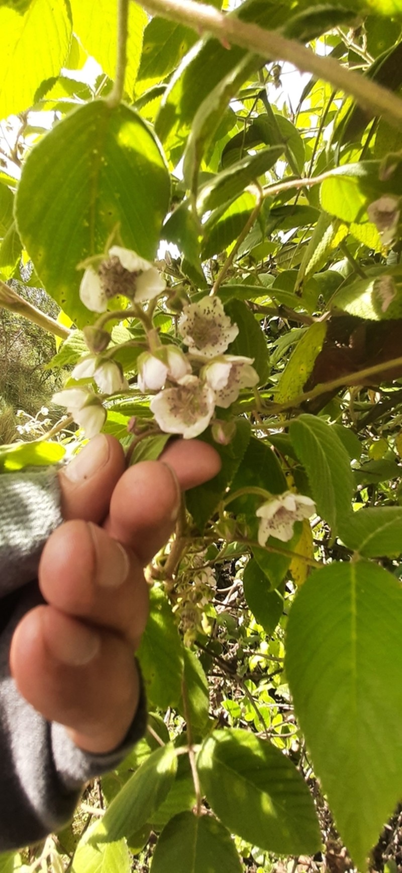 Andes Berry photo 7