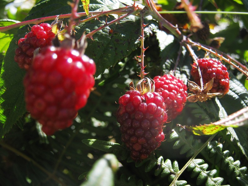 Andes Berry photo 5