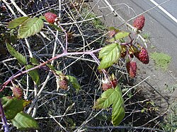 Andes Berry