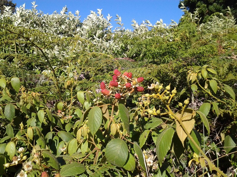 Andes Berry photo 2
