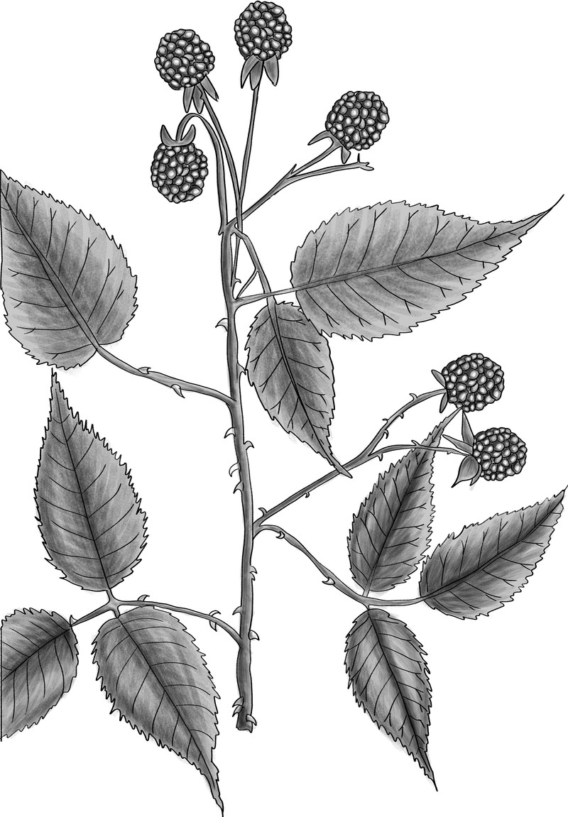 Andes Berry photo 3