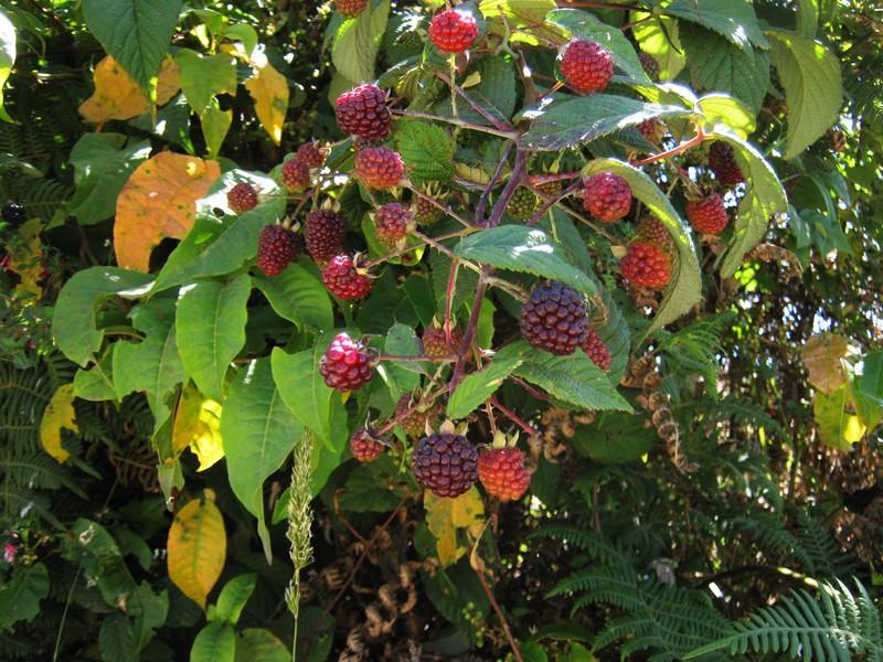 Andes Berry photo 4