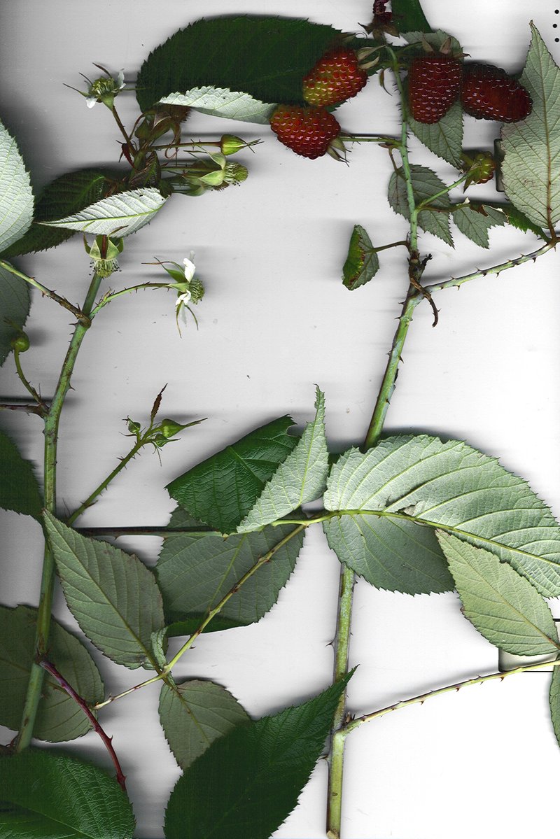 Andes Berry photo 6