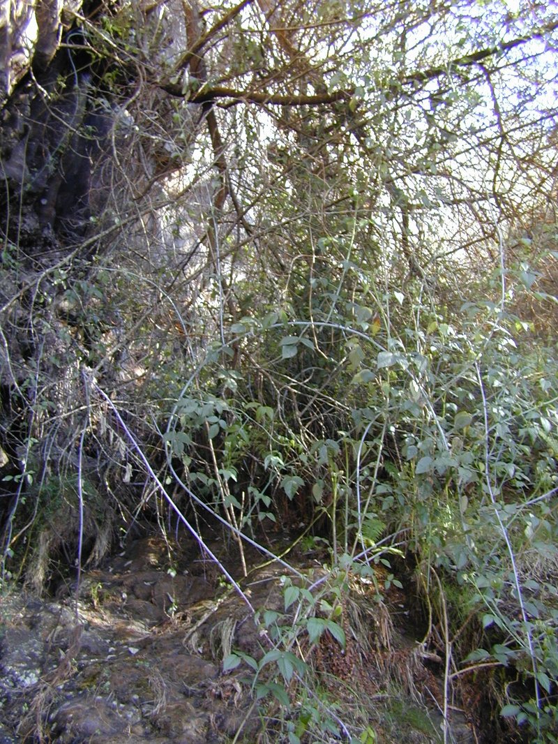 Andes Berry photo 7