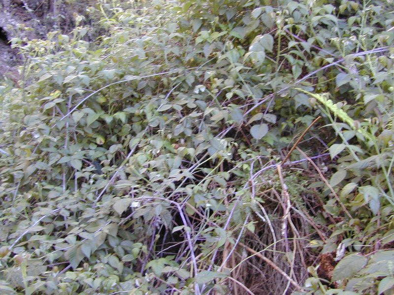 Andes Berry photo 8