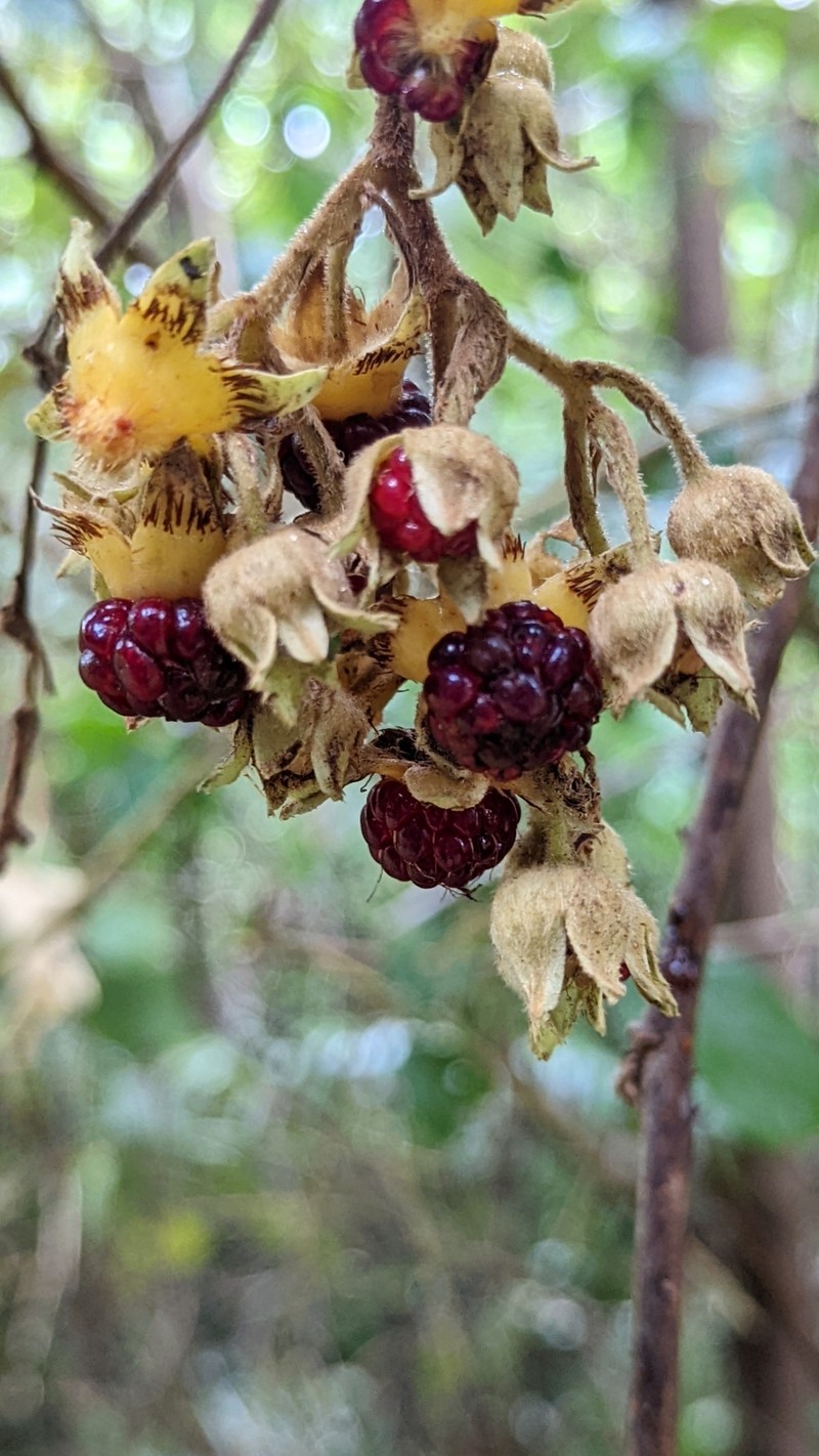 Rubus glomeratus photo 2